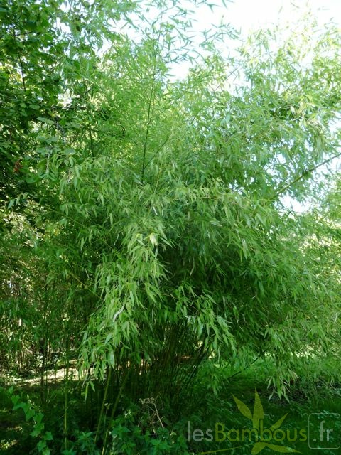 Phyll.rubromarginata.005