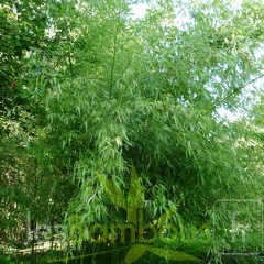 Phyll.rubromarginata.005