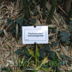 Phyll.rubromarginata.3626