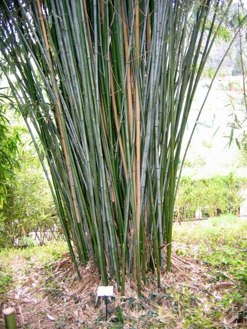 Phyll.rubromarginata.3627