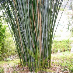 Phyll.rubromarginata.3627