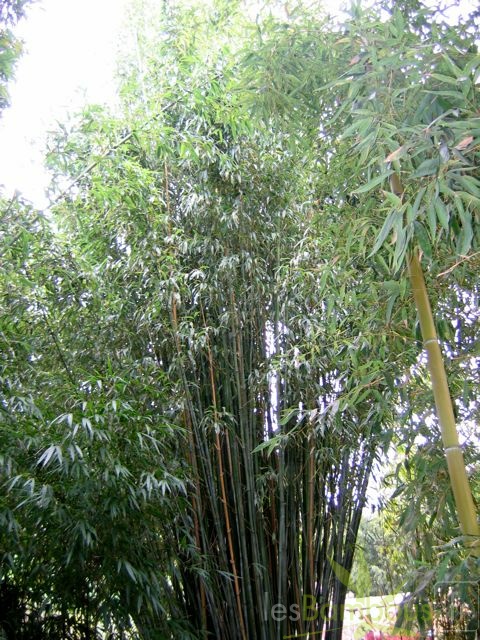 Phyll.rubromarginata.3629