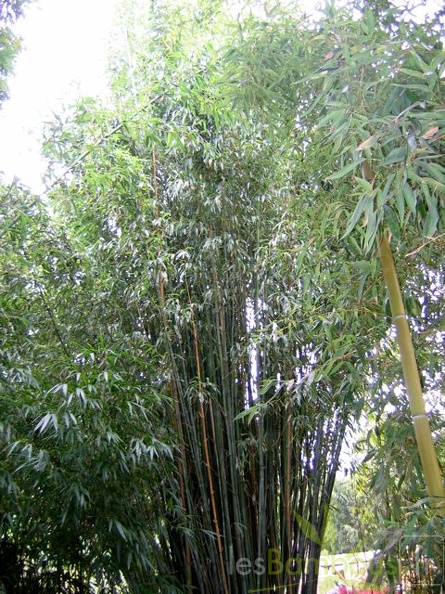 Phyll.rubromarginata.3629