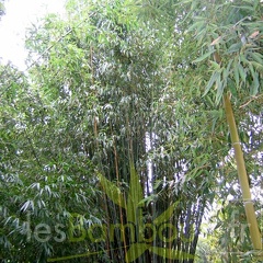Phyll.rubromarginata.3629