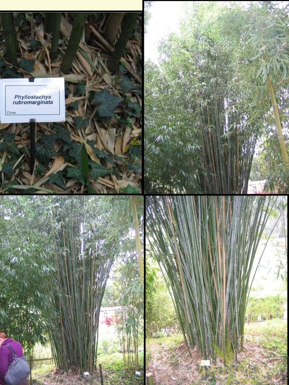 rubromarginata
