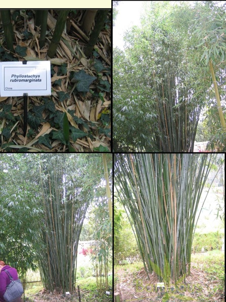 rubromarginata