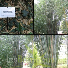 rubromarginata