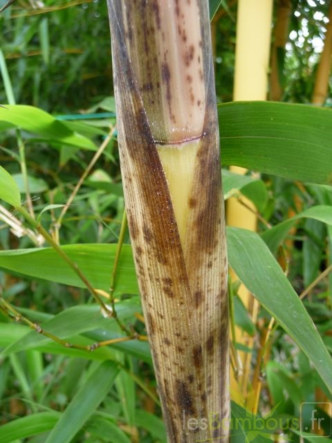 P1000046