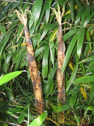 turion.vivax.aureocaulis