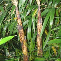 turion.vivax.aureocaulis