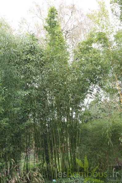 pleioblastus.amarus.hangzhouensis 0482