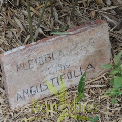 Pleioblastus.chino.augustifolia.8136