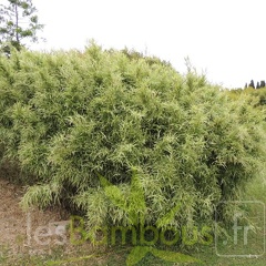 Pleioblastus.chino.augustifolia.8137