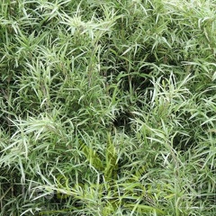 Pleioblastus.chino.augustifolia.8138
