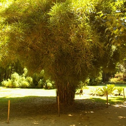 Linearis