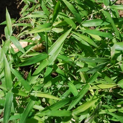 Pygmaeus