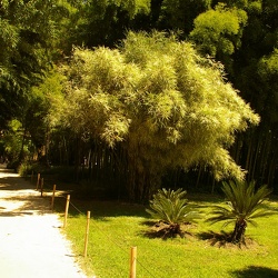 Simonii.hetherophyllus