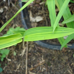 Viridistriatus