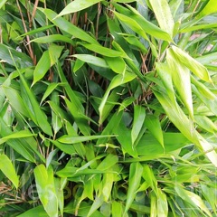sasa.latifolia 1933