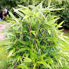 sasa.latifolia 1935