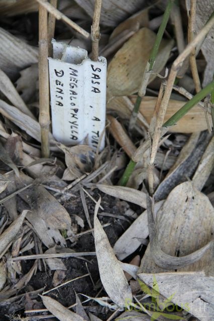 megalophylla.densa 0654