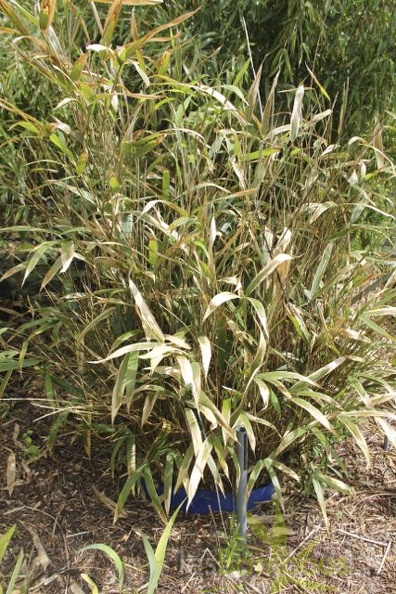 sasa.sachalinensis 2925