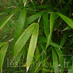 Sinobambusa.sichuanensis20210 2