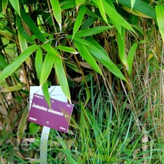 Sinobambusa.sichuanensis 1606