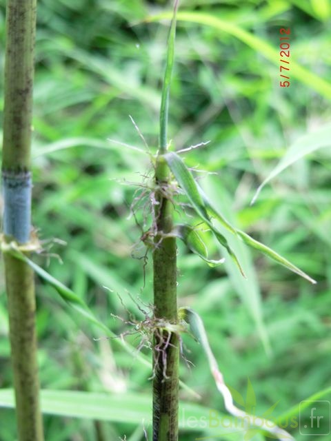 Yushania.chungii.G0686
