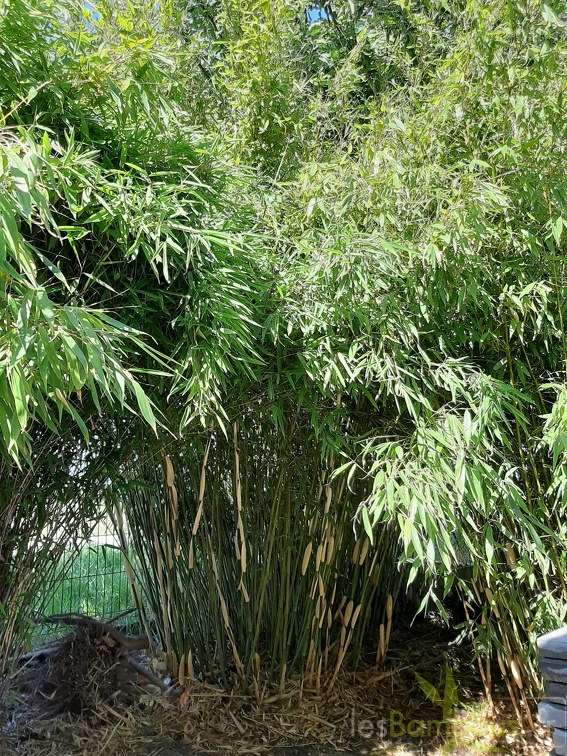 fargesia rufa
