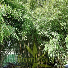 fargesia rufa
