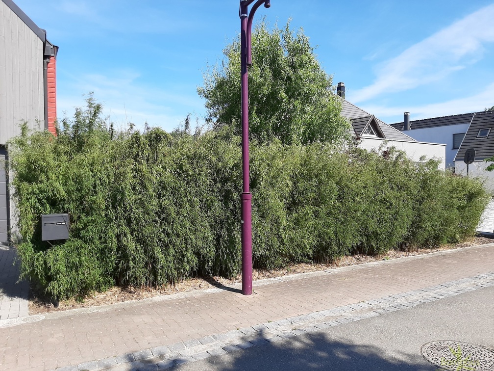 jiu1 mai 2020