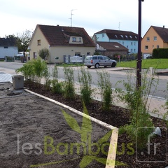 plantation avril 2014 c10