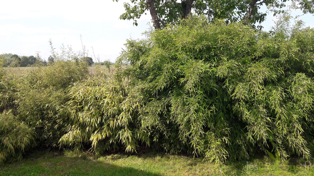 haie mixe mai 2019