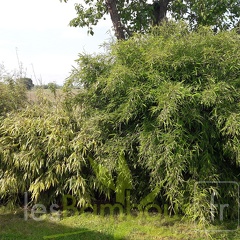 haie mixe mai 2019