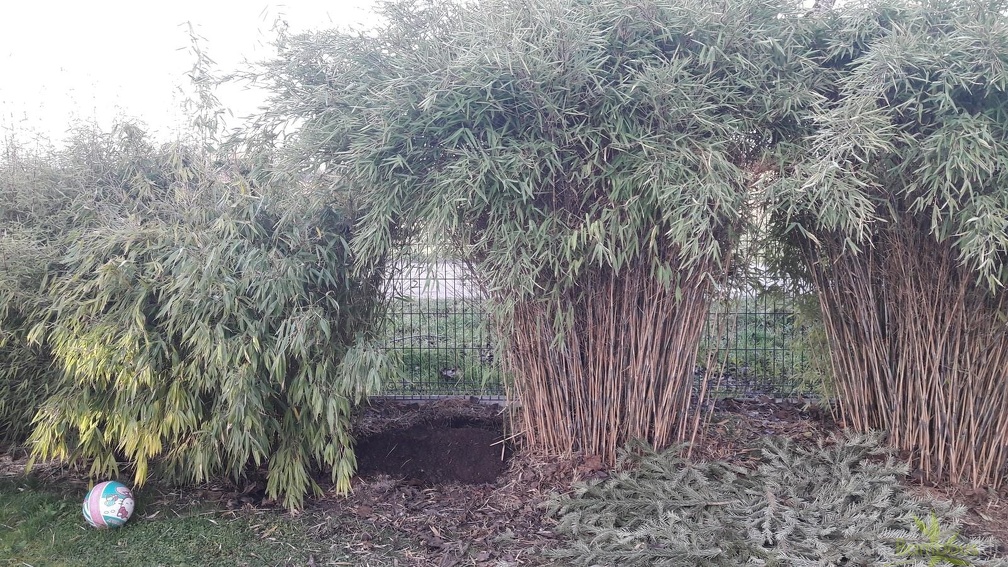 haie mixte debut 2020 extraction pingwu