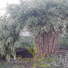 haie mixte debut 2020 extraction pingwu