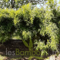 haie mixte panoramique mai 2020