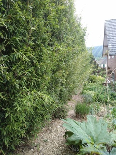 Phyllostachys Nigra