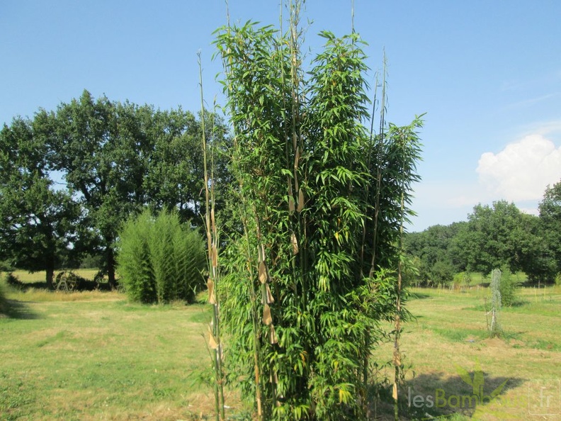 Acidosasa gigantea