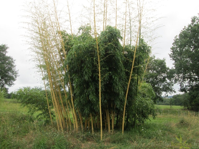 Phyllostachys vivax 'aureocaulis '