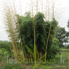Phyllostachys vivax 'aureocaulis '