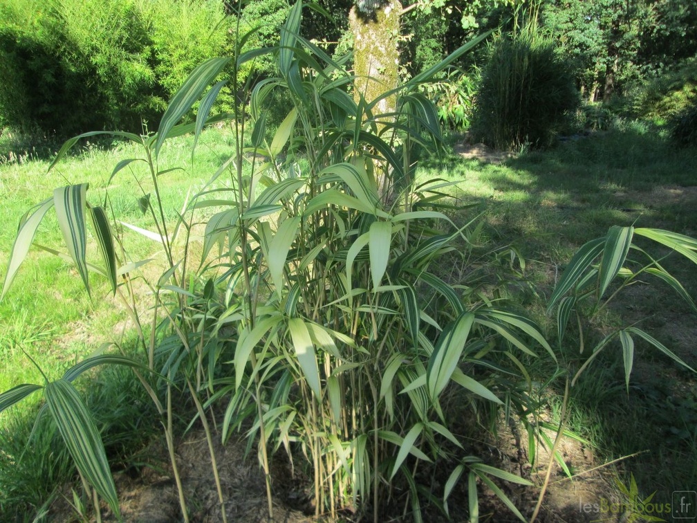 speudosasa  japonica akebonosuji