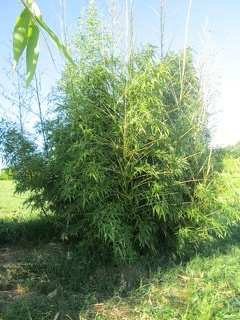 phyllostachys bambusoïdes albovariegata(subvariegata)
