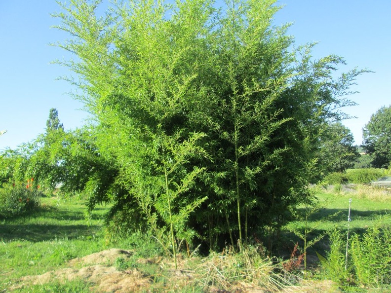 phyllostachys nigra megurochiku