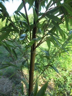phyllostachys nigra megurochiku