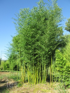 phyllostachys violascens