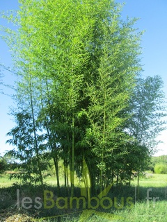 phyllostachys prominens