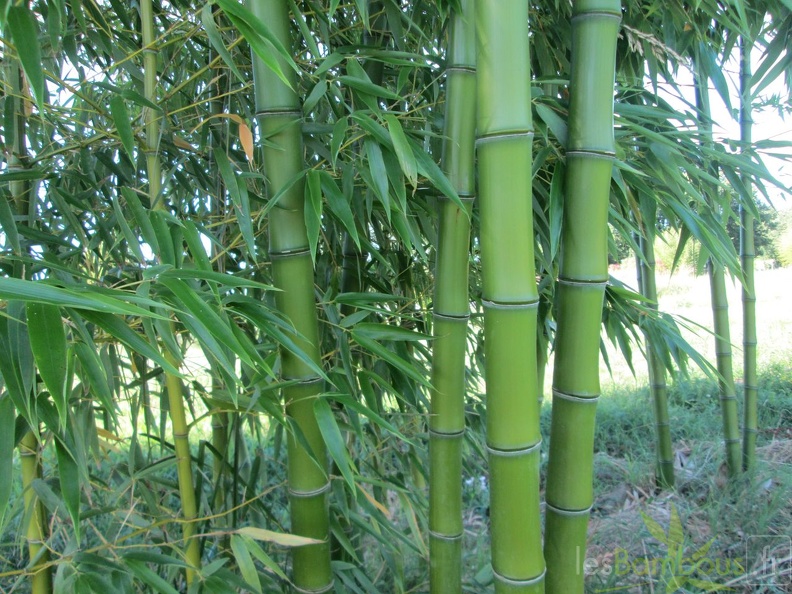 phyllostachys prominens