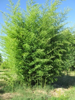 phyllostachys nigra 